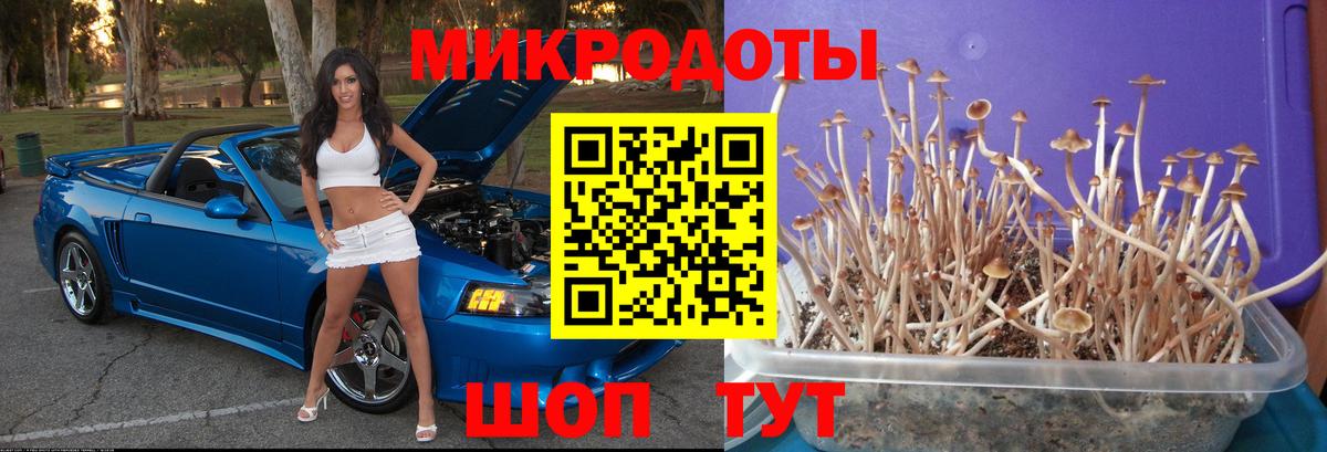Псилоцибиновые грибы Psilocybe Батайск